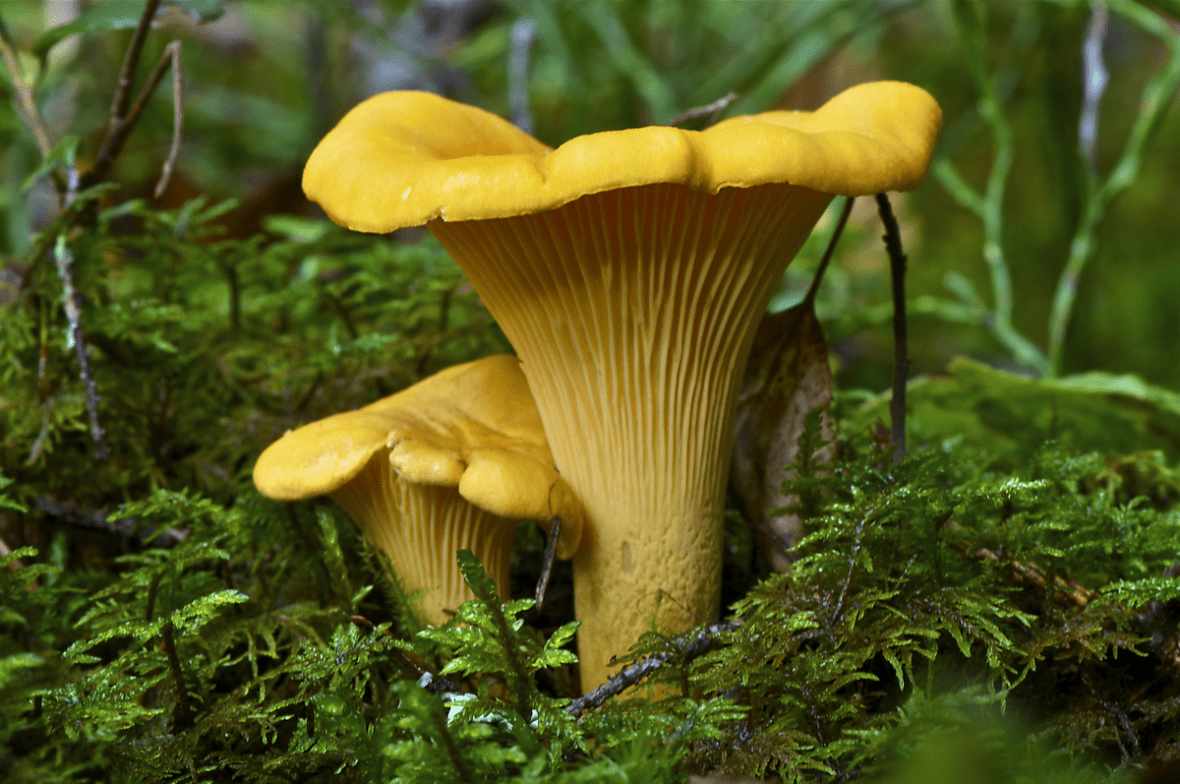 Mushroom Hunting in and Around Eugene and Bend LOHR Real Estate
